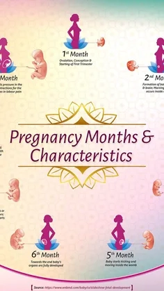 Stages of Pregnancy